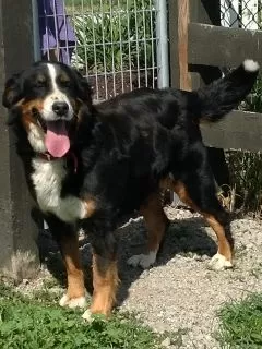 Bernese Mountain Dog