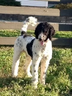 Standard Poodle