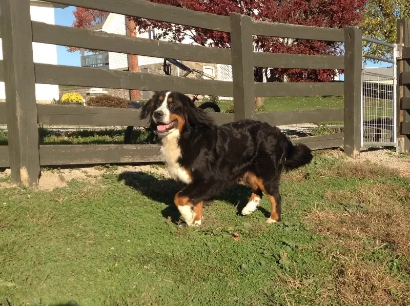 Baily